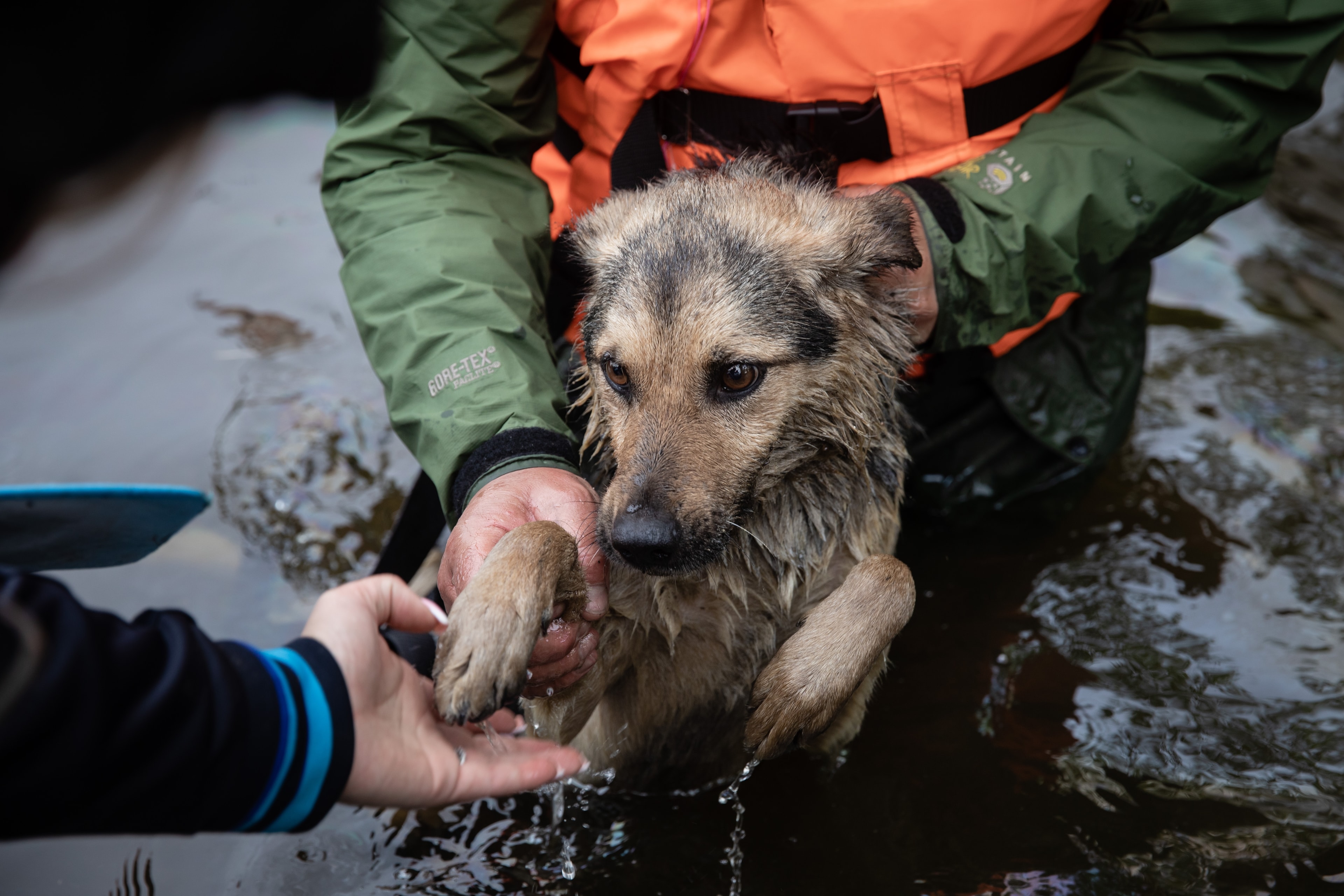ARCNetUSA app pet preparedness content